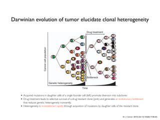 Br J Cancer. 2010 Oct 12;103(8):1139-43.
resistance develops. A further obstacle for the interpretation of
large-scale somatic mutation analyses is that fitness effects of the
vast majority of mutations are unknown. The RNA interference-
based functional genomic screening approaches can experimen-
tally test the phenotypic effect of silencing large numbers of genes
individually and may support the interpretation of mutation
data sets by identifying genes that influence cellular fitness or drug
sensitivity.
cells in vitro (Duesberg et al
recurrence after drug treatmen
2010). The clinically importan
geneity could accelerate evolu
enhance biological fitness to
pressures could in turn favour t
unstable cancer cells by can
advantages conferred by genom
must be balanced against the s
result from the generation o
deleterious mutations or tumou
chromosomal instability in anim
Importantly, evolutionary mod
instability can be positively selec
advantage in environments
(e.g. during chemotherapy) in
cycle arrest after DNA damage
cells that are negatively selected
cell cycle arrest and have a lower
Wodarz, 2003).
Thus, it is conceivable that the
instability required to accelerate
of cancers and that excessive
tumour. Results from animal tu
excessive chromosomal instabili
role leads to the tantalising prop
genome instability provides
intervention (Weaver et al, 2007
EVIDENCE FOR DRUG RE
EVOLUTION
The harsh clinical reality is th
almost invariably occurs in adva
leading to disease progression an
examples highlight how Darwi
tumoural genetic heterogeneity
pressure of systemic cancer t
resistance from a Darwinian
Genetic heterogeneity
Time
Bottleneck
Drug treatment
Cancercellpopulation
Figure 1 Schematic view of tumour heterogeneity during tumour
progression and treatment. Acquired mutations in daughter cells of a single
founder cell (left) promote diversion into subclones (different colours
reflect different clones). Some new mutations lead to accelerated growth
(for example yellow and orange clones). Fitness reducing mutations lead
to negative selection (cells with brown cytoplasm). Drug treatment leads to
selective survival of a drug resistant clone (pink) and generates an
evolutionary bottleneck that reduces genetic heterogeneity transiently.
Heterogeneity is re-established rapidly through acquisition of mutations
by daughter cells of the resistant clone.
Darwinian evolution of tumor elucidate clonal heterogeneity
• Acquired mutations in daughter cells of a single founder cell (left) promote diversion into subclones
• Drug treatment leads to selective survival of a drug resistant clone (pink) and generates an evolutionary bottleneck
that reduces genetic heterogeneity transiently.
• Heterogeneity is re-established rapidly through acquisition of mutations by daughter cells of the resistant clone.
 