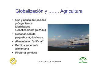 ITACA - JUNTA DE ANDALUCIA 10
Globalización y ……. Agricultura
• Uso y abuso de Biocidas
y Organismos
Modificados
Genéticamente (O.M.G.)
• Desaparición de
pequeños agricultores.
• Alimentación “artificial”.
• Pérdida soberanía
alimentaria
• Piratería genética
 