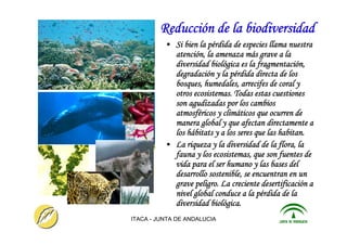 ITACA - JUNTA DE ANDALUCIA 23
Reducción de la biodiversidad
• Si bien la pérdida de especies llama nuestra
atención, la amenaza más grave a la
diversidad biológica es la fragmentación,
degradación y la pérdida directa de los
bosques, humedales, arrecifes de coral y
otros ecosistemas. Todas estas cuestiones
son agudizadas por los cambios
atmosféricos y climáticos que ocurren de
manera global y que afectan directamente a
los hábitats y a los seres que las habitan.
• La riqueza y la diversidad de la flora, la
fauna y los ecosistemas, que son fuentes de
vida para el ser humano y las bases del
desarrollo sostenible, se encuentran en un
grave peligro. La creciente desertificación a
nivel global conduce a la pérdida de la
diversidad biológica.
 