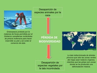 PÉRDIDA DE  BIODIVERSIDAD Desaparición de especies animales por la caza Greenpeace protesta por la matanza de focas permitida por el Gobierno canadiense rociándolas de pintura inofensiva para hacer inservible su piel y así evitar el comercio de ésta. Desaparición de especies vegetales por la tala incontrolada.  La tala indiscriminada de árboles provoca que sólo las zonas verdes del mapa sean todavía vírgenes, mientras que las grises son zonas donde se ha producido una deforestación masiva. 