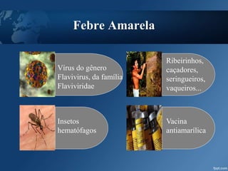 Febre Amarela
Vírus do gênero
Flavivirus, da família
Flaviviridae
Insetos
hematófagos
Ribeirinhos,
caçadores,
seringueiros,
vaqueiros...
Vacina
antiamarílica
 