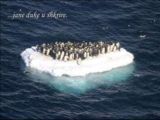 ... jane duke u shkrire . 