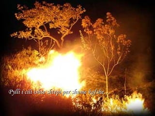 Pylli i cili ishte shtepi per shume kafshe… 