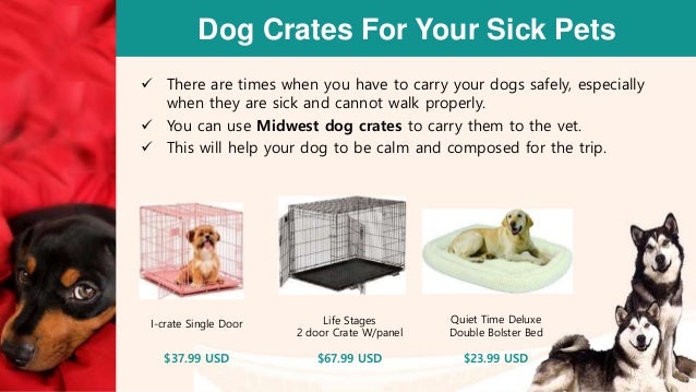 pet dog accessories online