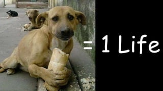 = 1 Life
 