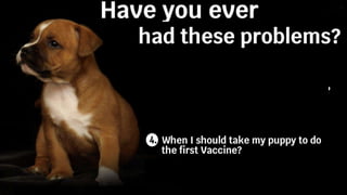 Do
Where is my vaccine book?
How much the price when
your dog need treatment?
 