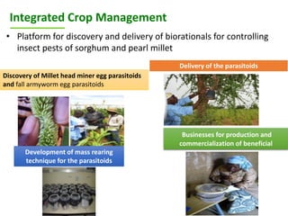 ICRISAT Global Planning Meeting 2019: Research Program - West and Central Africa by Ramadjita Tabo and team