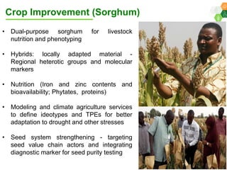 ICRISAT Global Planning Meeting 2019: Research Program - West and Central Africa by Ramadjita Tabo and team