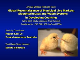 Animal Welfare Findings from:
Global Reconnaissance of Municipal Live Markets,
Slaughterhouses and Waste Systems
in Developing Countries
World Bank Study (Japanese Trust Funded)
Conducted in: EAP, SAR, AFR, LAC and MENA
Study by Consultants:
Nippon Koei Co
ProAnd Associates Australia
World Bank Study Manager:
Sandra Cointreau
 