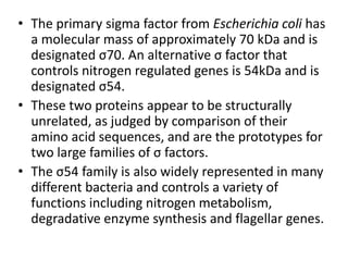 • The primary sigma factor from Escherichia coli has
a molecular mass of approximately 70 kDa and is
designated σ70. An alternative σ factor that
controls nitrogen regulated genes is 54kDa and is
designated σ54.
• These two proteins appear to be structurally
unrelated, as judged by comparison of their
amino acid sequences, and are the prototypes for
two large families of σ factors.
• The σ54 family is also widely represented in many
different bacteria and controls a variety of
functions including nitrogen metabolism,
degradative enzyme synthesis and flagellar genes.
 