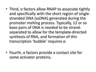 • Third, σ factors allow RNAP to associate tightly
and specifically with the short region of single-
stranded DNA (ssDNA) generated during the
promoter melting process. Typically, 12 or so
base pairs of DNA is needed to be strand-
separated to allow for the template-directed
synthesis of RNA, and formation of this
transcription ‘bubble’ requires σ.
• Fourth, σ factors provide a contact site for
some activator proteins.
 