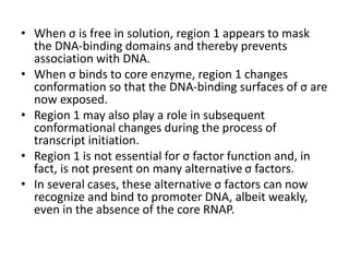 • When σ is free in solution, region 1 appears to mask
the DNA-binding domains and thereby prevents
association with DNA.
• When σ binds to core enzyme, region 1 changes
conformation so that the DNA-binding surfaces of σ are
now exposed.
• Region 1 may also play a role in subsequent
conformational changes during the process of
transcript initiation.
• Region 1 is not essential for σ factor function and, in
fact, is not present on many alternative σ factors.
• In several cases, these alternative σ factors can now
recognize and bind to promoter DNA, albeit weakly,
even in the absence of the core RNAP.
 