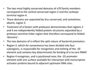 • The two most highly conserved domains of σ70 family members
correspond to the central conserved region 2 and the carboxyl-
terminal region 4.
• These domains are separated by less conserved, and sometimes
absent, region 3.
• Treatment of σ factors with proteases demonstrates that regions 2
and 4 are independently folded protein structures separated by a
protease-sensitive linker region that therefore correspond to folded
‘domains’.
• The two domains of σ reflect the split nature of bacterial promoters.
• Region 2, which for convenience has been divided into four
subregions, is responsible for recognition and melting of the -10
element and contains key determinants for binding of σ to core RNAP.
• Region 4 recognizes, and is positioned near, the -35 promoter
element with one surface available for interaction with transcription
activator proteins bound to adjacent upstream DNA sites.
 