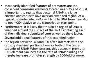 • Most easily identified features of promoters are the
conserved consensus elements located near -35 and -10, it
is important to realize that bacterial RNAP is a large
enzyme and contacts DNA over an extended region. At a
typical promoter site, RNAP will bind to DNA from near -60
to near +20 relative to the transcription start point.
• Furthermore, it is likely that this 80 bp region of DNA is
wrapped around the surface of the RNAP contacting each
of the individual subunits of core as well as the σ factor.
Several additional features of this extended region –
• the region between -40 and -60 often interacts with the
carboxyl-terminal portion of one or both of the two a
subunits of RNAP. When present, this upstream promoter
(UP) element can increase the rate of RNAP binding and
thereby increase promoter strength by 100-fold or more.
 