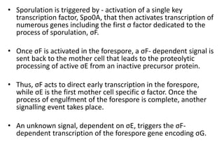 • Sporulation is triggered by - activation of a single key
transcription factor, Spo0A, that then activates transcription of
numerous genes including the first σ factor dedicated to the
process of sporulation, σF.
• Once σF is activated in the forespore, a σF- dependent signal is
sent back to the mother cell that leads to the proteolytic
processing of active σE from an inactive precursor protein.
• Thus, σF acts to direct early transcription in the forespore,
while σE is the first mother cell specific σ factor. Once the
process of engulfment of the forespore is complete, another
signalling event takes place.
• An unknown signal, dependent on σE, triggers the σF-
dependent transcription of the forespore gene encoding σG.
 