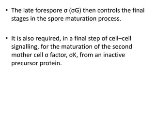 • The late forespore σ (σG) then controls the final
stages in the spore maturation process.
• It is also required, in a final step of cell–cell
signalling, for the maturation of the second
mother cell σ factor, σK, from an inactive
precursor protein.
 