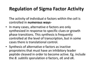 Regulation of Sigma Factor Activity
The activity of individual σ factors within the cell is
controlled in numerous ways-
• In many cases, alternative σ factors are only
synthesized in response to specific clues or growth
phase transitions. This synthesis is frequently
controlled at the level of transcription, but in some
cases there is translational control.
• Synthesis of alternative σ factors as inactive
proproteins that must have an inhibitory leader
peptide cleaved in order to become active. Eg. include
the B. subtilis sporulation σ factors, σE and σK.
 