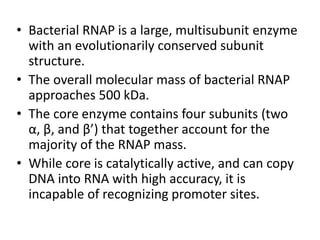 • Bacterial RNAP is a large, multisubunit enzyme
with an evolutionarily conserved subunit
structure.
• The overall molecular mass of bacterial RNAP
approaches 500 kDa.
• The core enzyme contains four subunits (two
α, β, and β’) that together account for the
majority of the RNAP mass.
• While core is catalytically active, and can copy
DNA into RNA with high accuracy, it is
incapable of recognizing promoter sites.
 