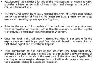 • Regulation of the flagellar σ factors by their cognate anti- σ, known as FlgM,
provides a beautiful example of how a structural change in the cell can
control s factor activity.
• The flagellar σ factors (generically called σ28 factors) of E. coli and B. subtilis
control the synthesis of flagellin, the major structural protein for the large
extracellular motility appendage, the flagellum.
• Prior to the successful assembly of the hook and basal body structure,
which is required for assembly of the flagellin monomers into the flagellar
filament, σ28 is held in an inactive complex with FlgM.
• Once the hook and basal body is assembled, FlgM is a substrate for the
export apparatus and is pumped from the cell though the same channel
that allows export and assembly of flagellin.
• Thus, completion of one part of the structure (the hook-basal body)
provides a conduit for export of the anti- σ and thereby allows synthesis of
the substrate for assembly of the next part of the structure, flagellin. The
coupling of morphological changes to σ activation also plays a key role in
the σ cascade leading to endospore formation.
 
