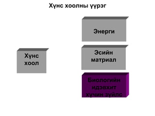 Хүнс хоолны үүрэг Хүнс хоол Энерги Эсийн матриал Биологийн идэвхит хүчин зүйлс 