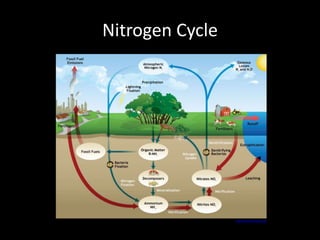 Nitrogen Cycle
www.biofortified.org
 