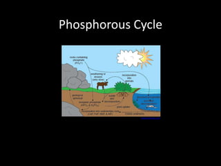 Phosphorous Cycle
www.shmoop.com
 