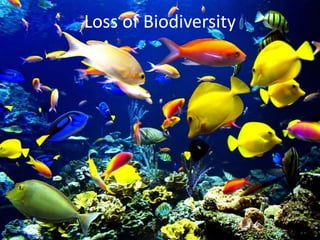 Loss of Biodiversity
www.bailiffafrica.org
 