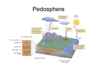 Pedosphere

 