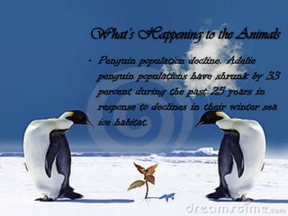 What’s Happening to the Animals
• Penguin population decline. Adelie
  penguin populations have shrunk by 33
  percent during the past 25 years in
  response to declines in their winter sea
  ice habitat.
 