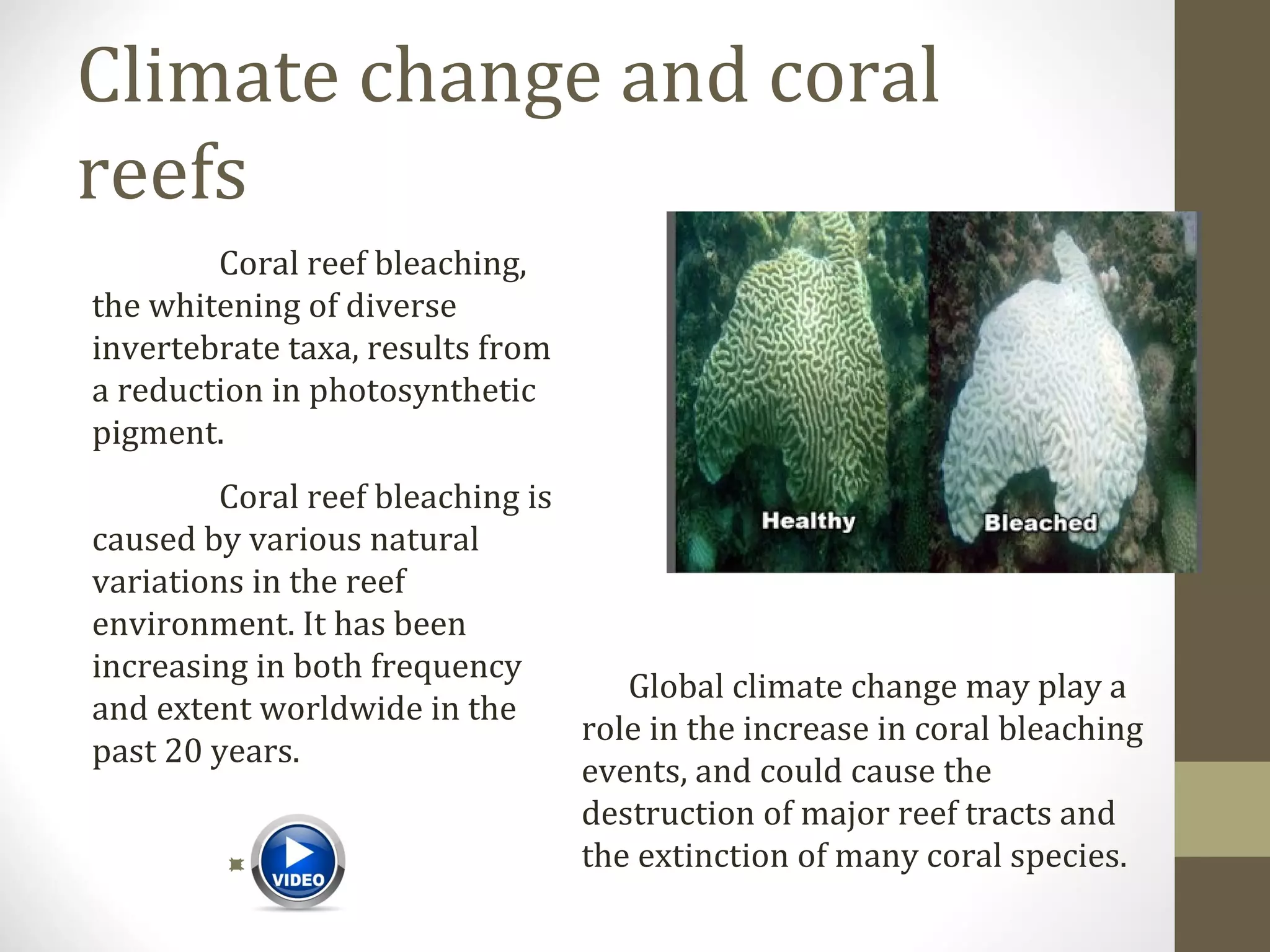 Climate change and coral
reefs
Coral reef bleaching,
the whitening of diverse
invertebrate taxa, results from
a reduction in photosynthetic
pigment.
Coral reef bleaching is
caused by various natural
variations in the reef
environment. It has been
increasing in both frequency
and extent worldwide in the
past 20 years.
Global climate change may play a
role in the increase in coral bleaching
events, and could cause the
destruction of major reef tracts and
the extinction of many coral species.
 