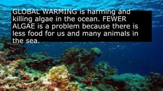 GLOBAL WARMING is harming and
killing algae in the ocean. FEWER
ALGAE is a problem because there is
less food for us and many animals in
the sea.
 