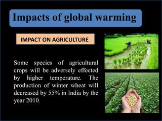 Impacts of global warming
IMPACT ON AGRICULTURE
Some species of agricultural
crops will be adversely effected
by higher temperature. The
production of winter wheat will
decreased by 55% in India by the
year 2010.
 