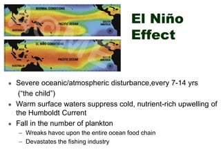 El Niño
Effect
 Severe oceanic/atmospheric disturbance,every 7-14 yrs
(“the child”)
 Warm surface waters suppress cold, nutrient-rich upwelling of
the Humboldt Current
 Fall in the number of plankton
– Wreaks havoc upon the entire ocean food chain
– Devastates the fishing industry
 