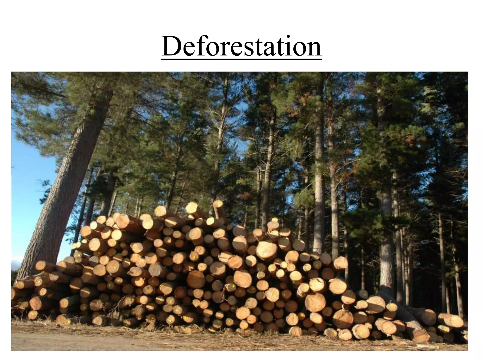 Deforestation