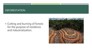 DEFORESTATION
 Cutting and burning of forests
for the purpose of residence
and industrialization.
 