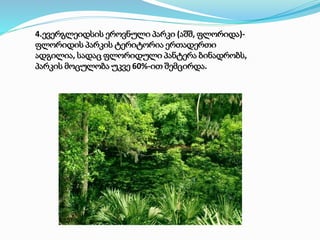 4.ევერგლეიდსის ეროვნული პარკი (აშშ, ფლორიდა)-
ფლორიდის პარკის ტერიტორია ერთადერთი
ადგილია, სადაც ფლორიდული პანტერა ბინადრობს,
პარკის მოცულობა უკვე 60%-ით შემცირდა.
 