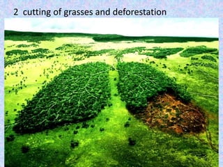 2 cutting of grasses and deforestation
 