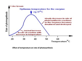Effect of temperature on rate of photosynthesis
 