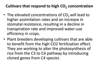 Cultivars that respond to high CO2 concentration
• The elevated concentrations of CO2 will lead to
higher assimilation rates and an increase in
stomatal resistance, resulting in a decline in
transpiration rate and improved water-use
efficiency in crops.
• Plant breeders developing cultivars that are able
to benefit from the high CO2 fertilization effect.
They are working to alter the photosynthesis of
rice from the C3 to C4 pathway by introducing
cloned genes from C4 species
 
