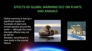 EFFECTS OF GLOBAL WARMING FELT ON PLANTS
AND ANIMALS
Global warming is having a
significant impact on
hundreds of plant and
animal species around the
world — although the most
dramatic effects may not
be felt for
decades, according to a
new study in the journal
Nature.
 