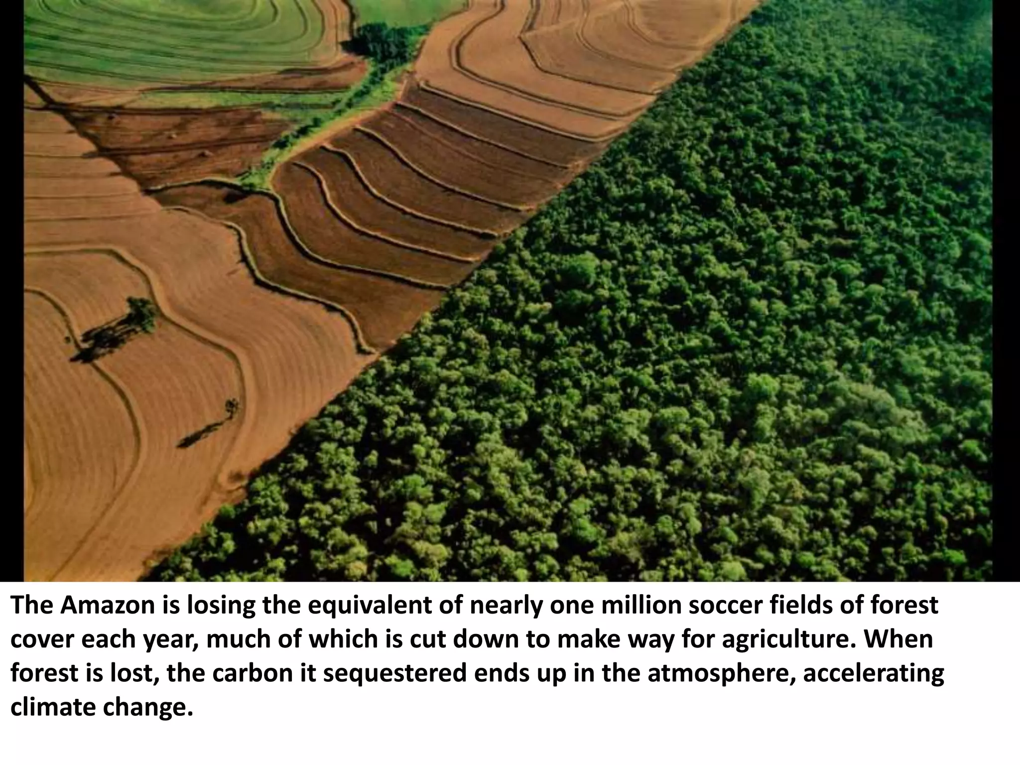 The Amazon is losing the equivalent of nearly one million soccer fields of forest
cover each year, much of which is cut down to make way for agriculture. When
forest is lost, the carbon it sequestered ends up in the atmosphere, accelerating
climate change.
 
