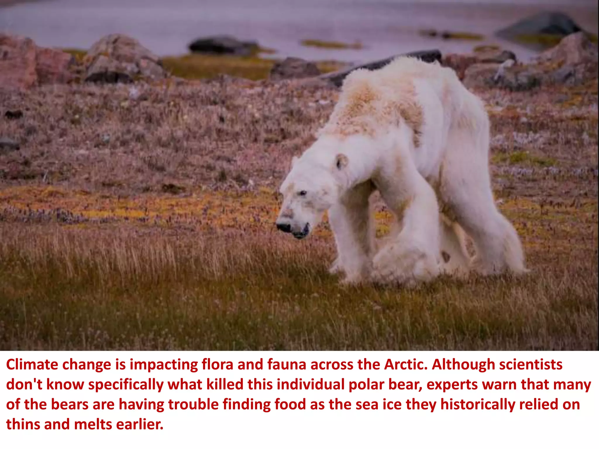 Climate change is impacting flora and fauna across the Arctic. Although scientists
don't know specifically what killed this individual polar bear, experts warn that many
of the bears are having trouble finding food as the sea ice they historically relied on
thins and melts earlier.
 