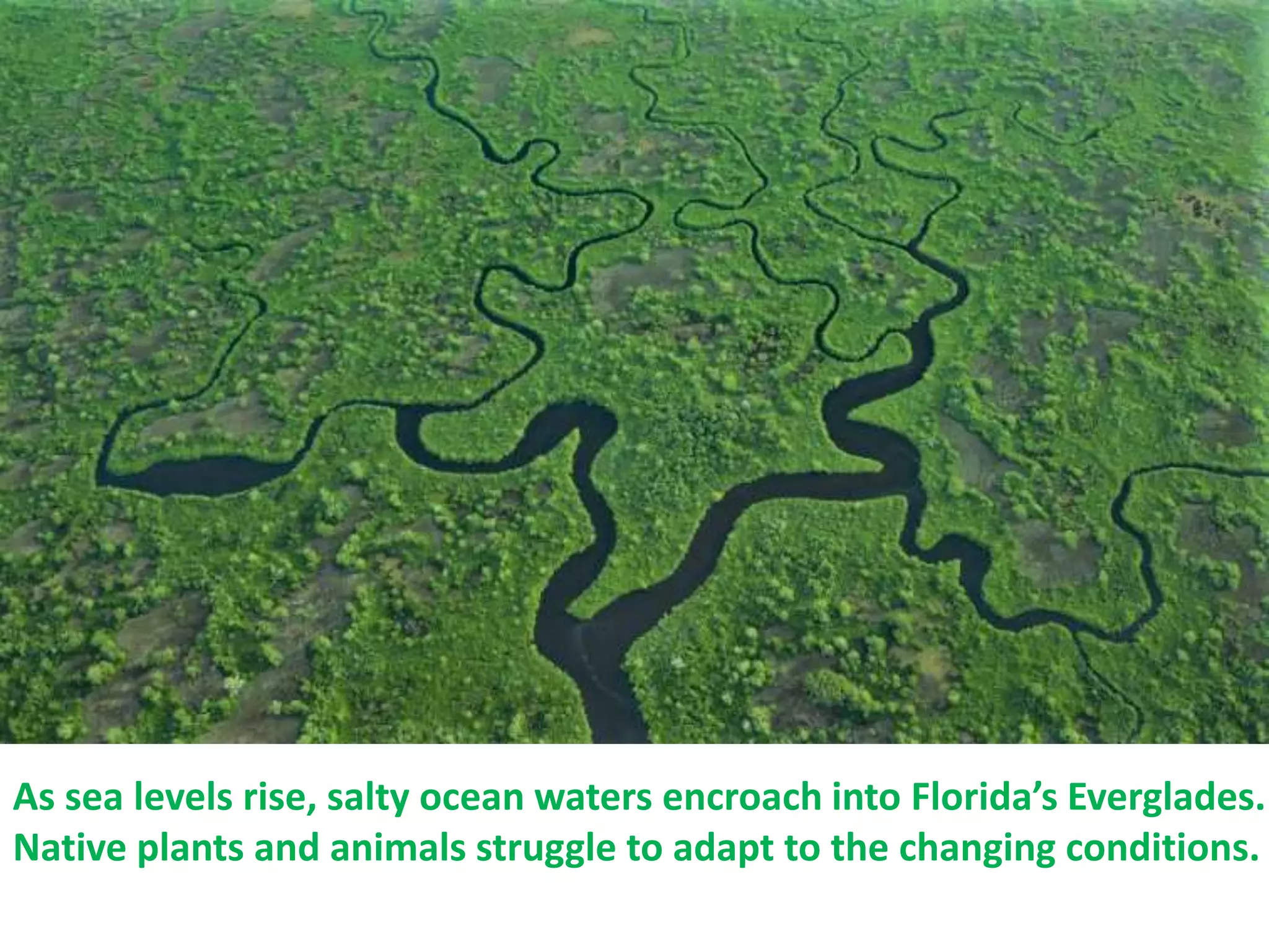 As sea levels rise, salty ocean waters encroach into Florida’s Everglades.
Native plants and animals struggle to adapt to the changing conditions.
 