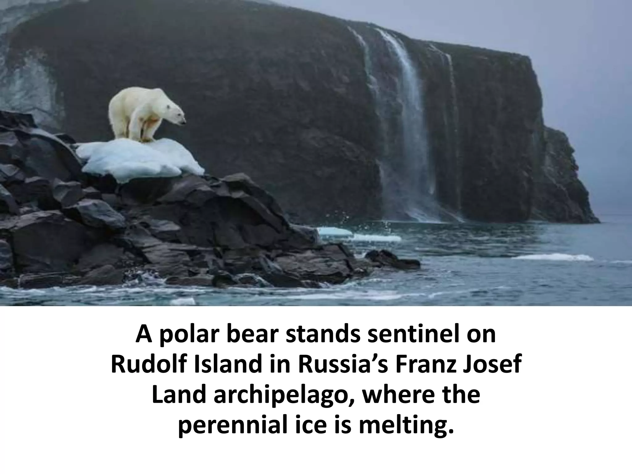 A polar bear stands sentinel on
Rudolf Island in Russia’s Franz Josef
Land archipelago, where the
perennial ice is melting.
 