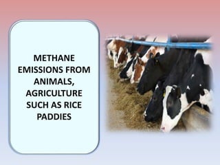 METHANE
EMISSIONS FROM
ANIMALS,
AGRICULTURE
SUCH AS RICE
PADDIES