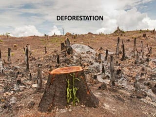 DEFORESTATION