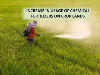 INCREASE IN USAGE OF CHEMICAL
FERTILIZERS ON CROP LANDS