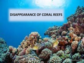DISAPPEARANCE OF CORAL REEFS