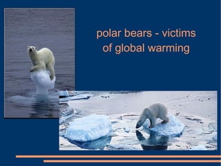 polar bears - victims
 of global warming
 