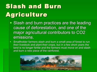 Slash and Burn Agriculture Slash and burn practices are the leading cause of deforestation, and one of the major agricultural contributors to CO2 emissions.  Smallholder farmers slash and burn a small area of forest to run their livestock and plant their crops, but in a few short years the land is no longer fertile and the farmers must move on and slash and burn a new piece of the rainforest.  